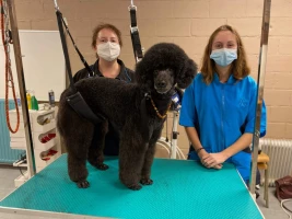 photo section esthétique canine