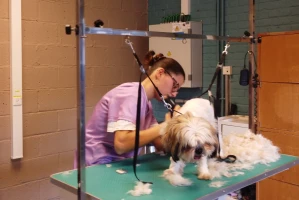 photo section esthétique canine