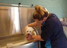 photo section esthétique canine